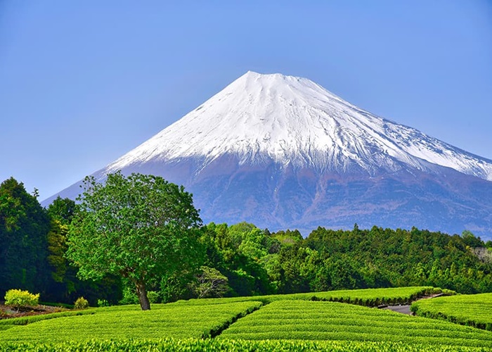 富士山